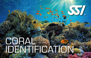 SSI_CoralIdentification