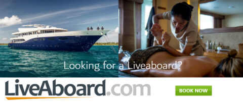 banner-scubaying-lookingforalivaboard